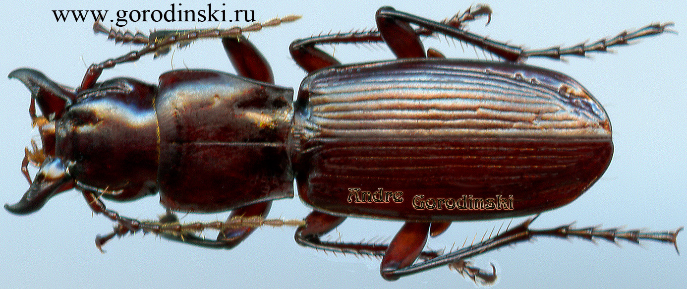 http://www.gorodinski.ru/carabidae/Aphaonus koenigianus.jpg